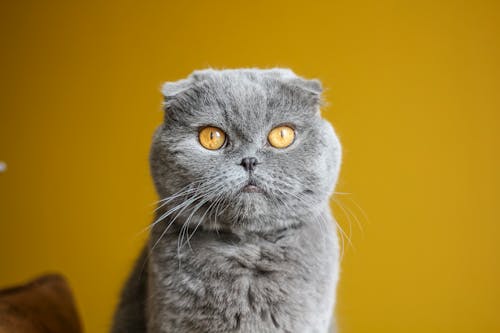 Darmowe zdjęcie z galerii z fotografia zwierzęcia, kot, portret