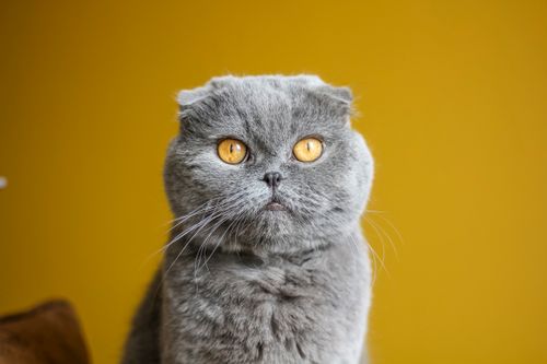 Free Adorable Scottish Fold cat with plush grey fur against a vibrant yellow backdrop. Stock Photo