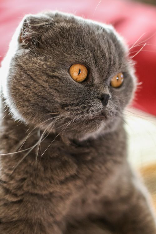 Free Adorable Scottish Fold cat with amber eyes in a cozy indoor setting. Stock Photo