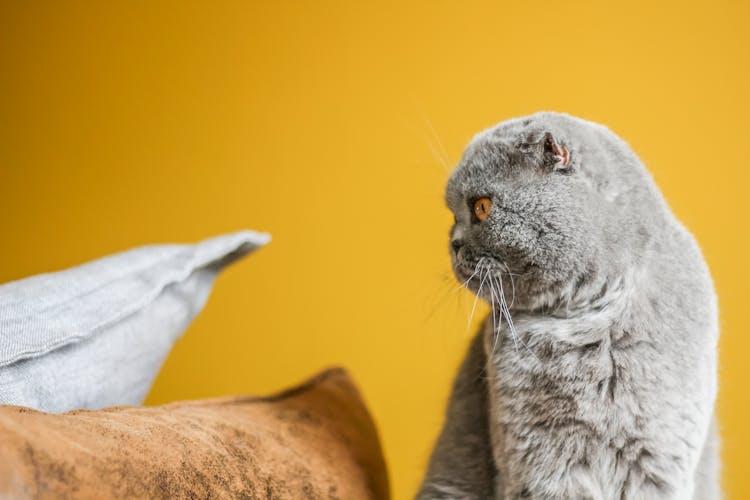 Cat Sitting On Yellow Background