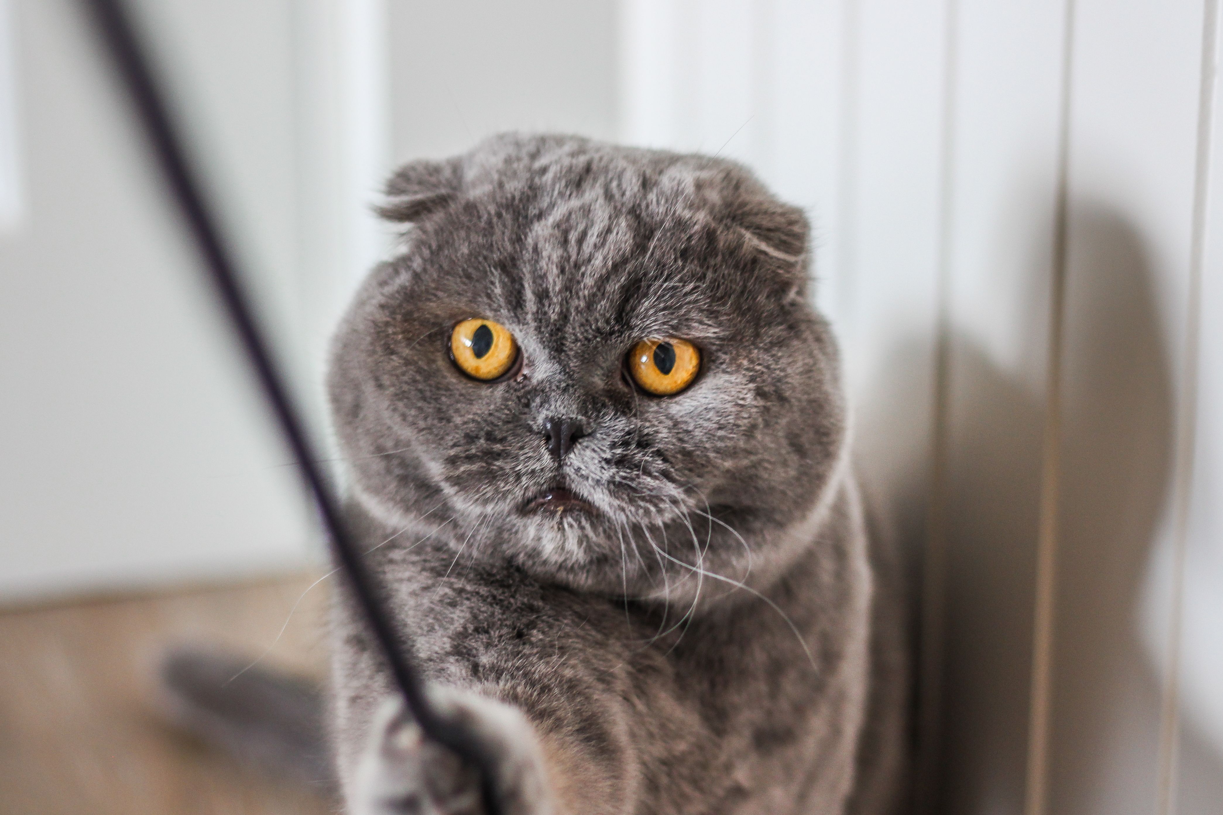 Close-up of a playful Scottish Fold cat indoors, showcasing its adorable orange eyes and gray fur.