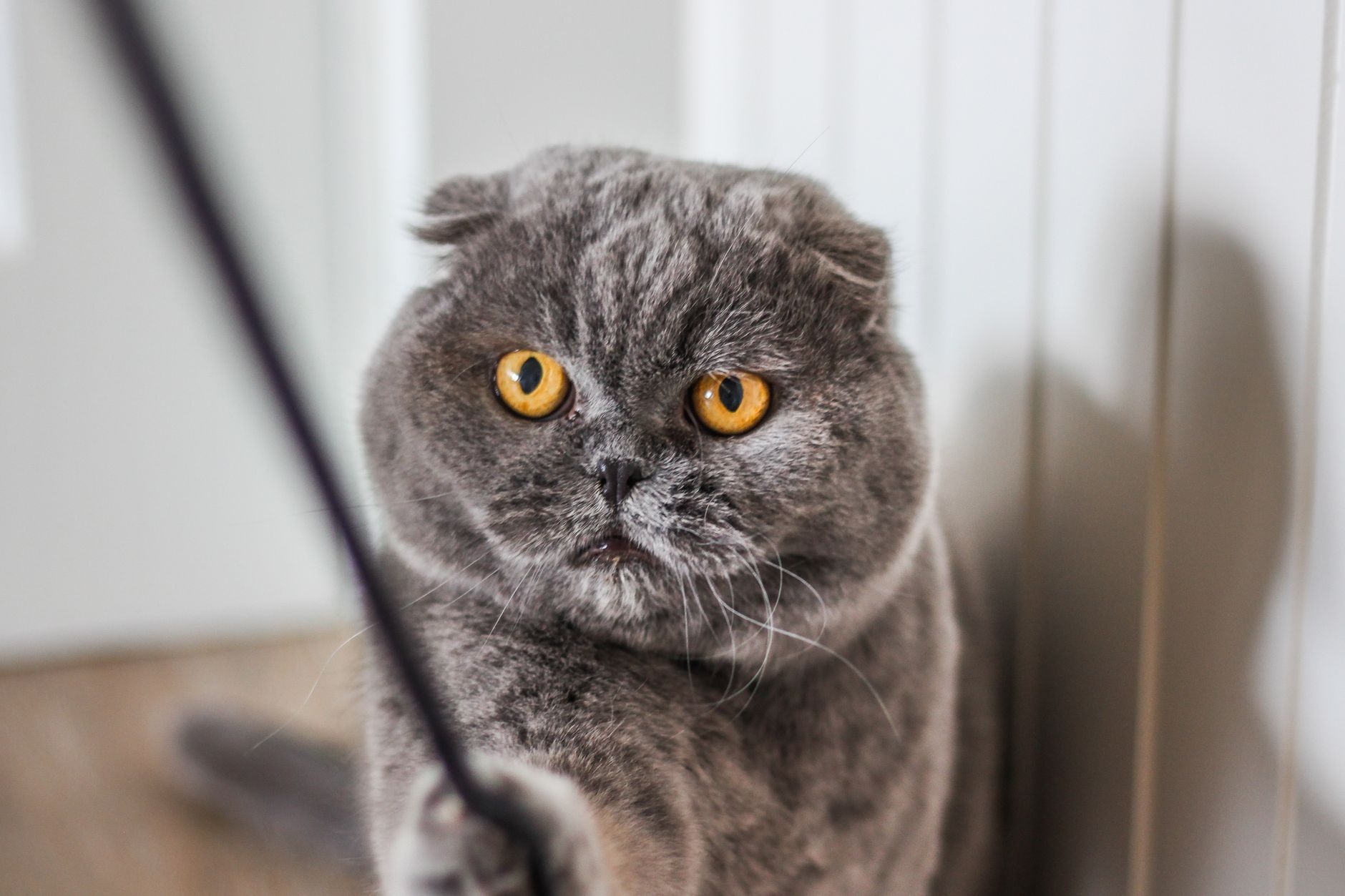 Close-up of a playful Scottish Fold cat indoors, showcasing its adorable orange eyes and gray fur.