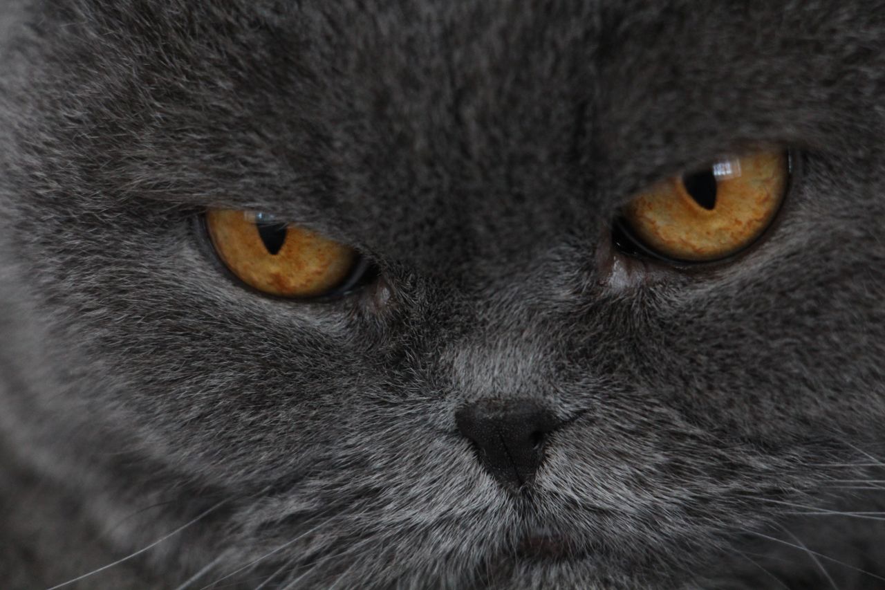detailed close up image of a gray scottish fold cat focusing on its ca