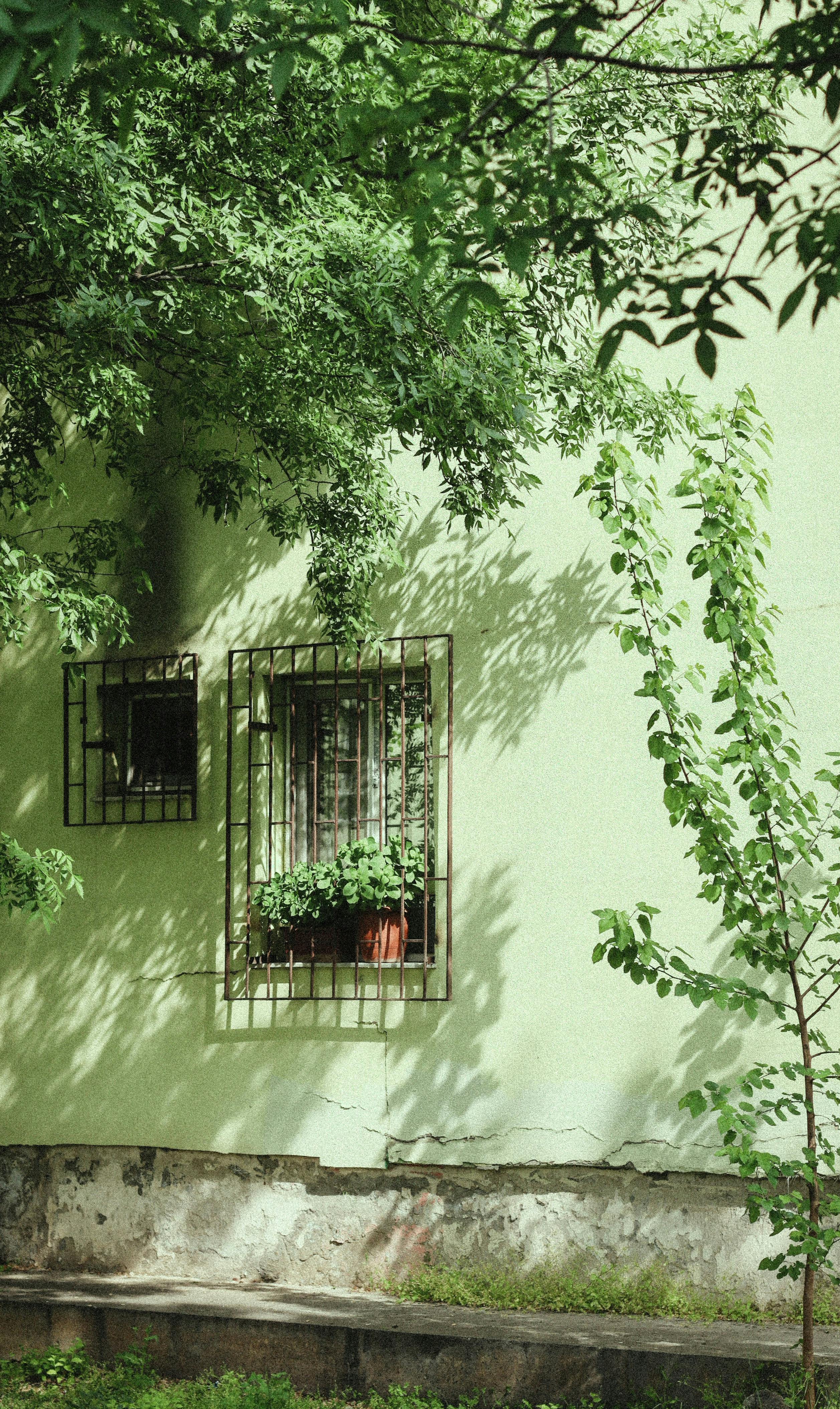 Serene urban landscape featuring a green wall, potted plants, and protective window bars. Ideal for cityscape themes.