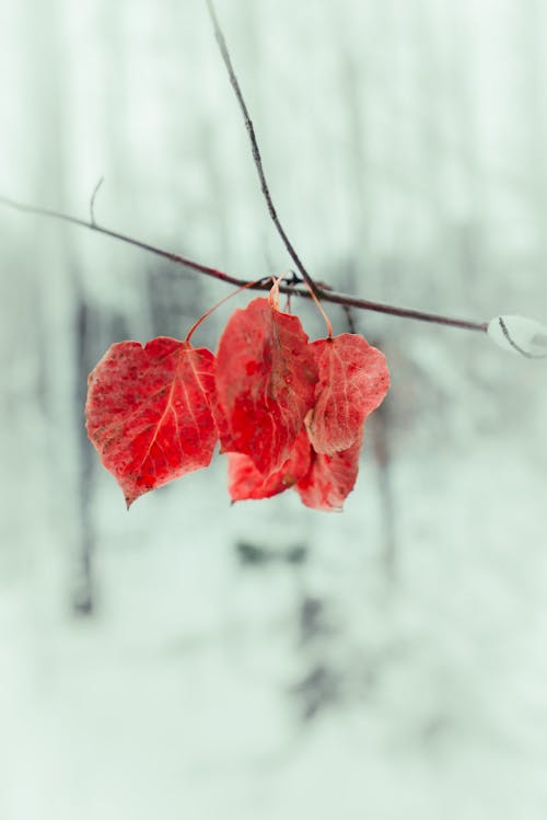 Selective Focus Photography of Red Leaves