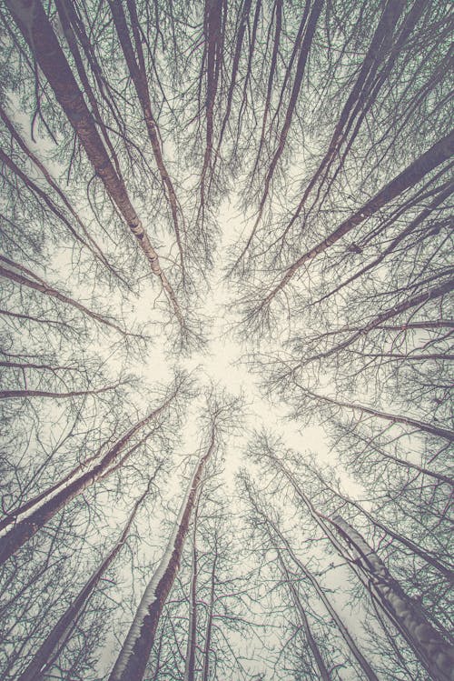 bezplatná Základová fotografie zdarma na téma les, pohled nahoru, strom Základová fotografie