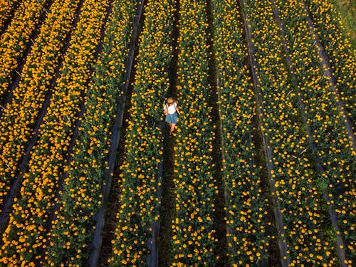 Free Aerial Photo of Woman Standing in Flower Field Stock Photo