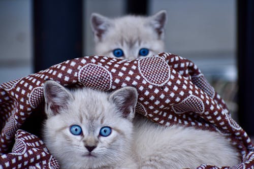 Бесплатное стоковое фото с nikon, голубоглазая кошка, голубоглазый питомец