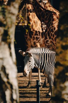 A zebra and giraffes bask in sunlight within a zoo enclosure, surrounded by trees.