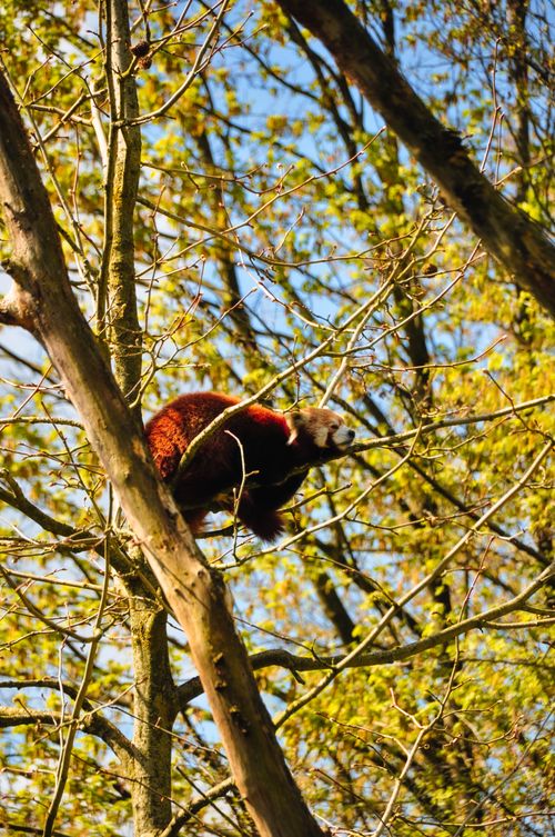 Free A red panda climbs through the lush, sunlit branches of a tree in spring, showcasing its playful nature. Stock Photo