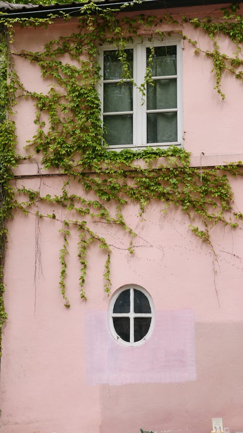 농촌의, 담쟁이덩굴, 분홍색 벽의 무료 스톡 사진