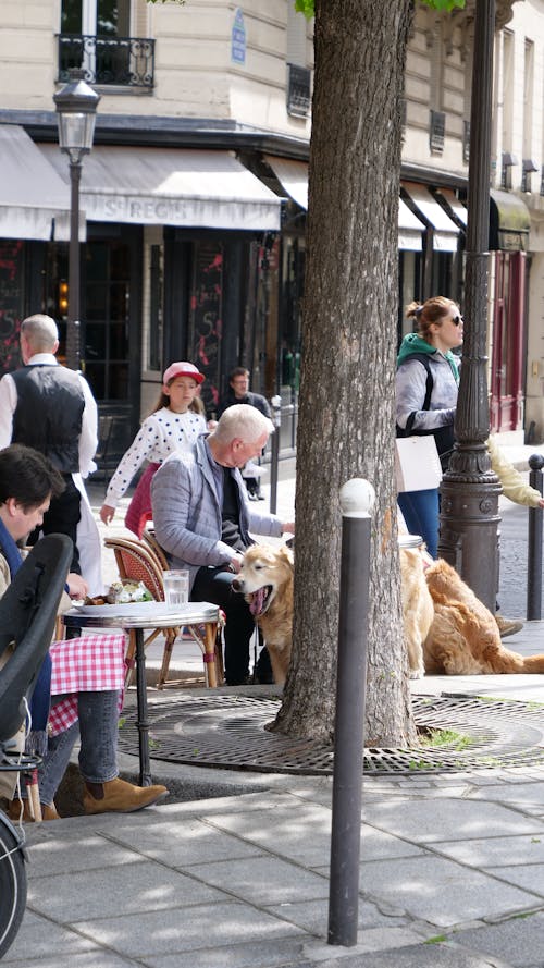 小狗, 巴黎, 狗 的 免费素材图片