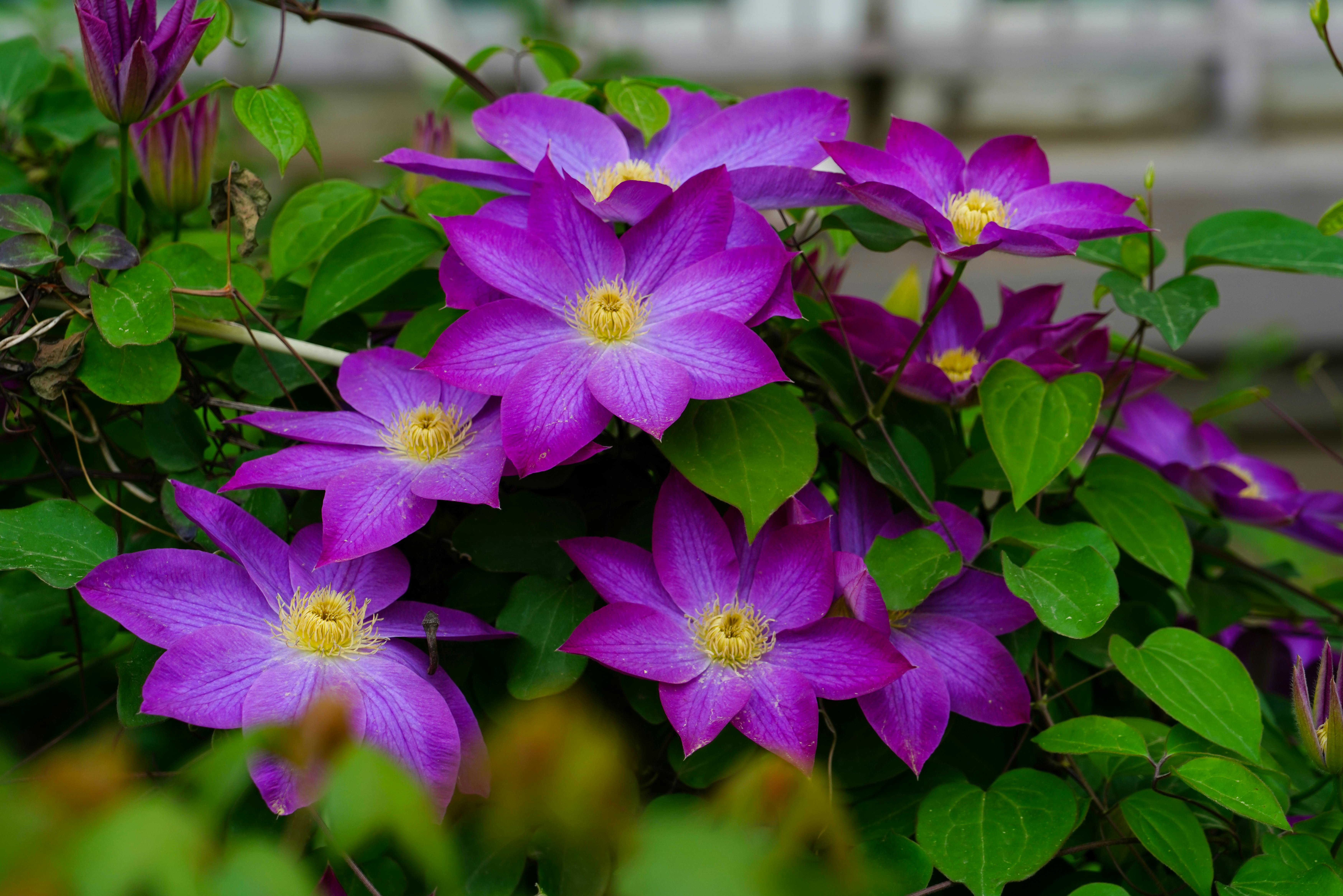 Photo of a Creeper Plant with Purple Flowers · Free Stock Photo