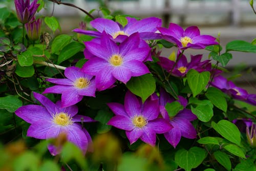 Photo of a Creeper Plant with Purple Flowers
