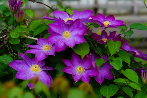 Kostenloses Stock Foto zu blätter, blüte, blütenblätter