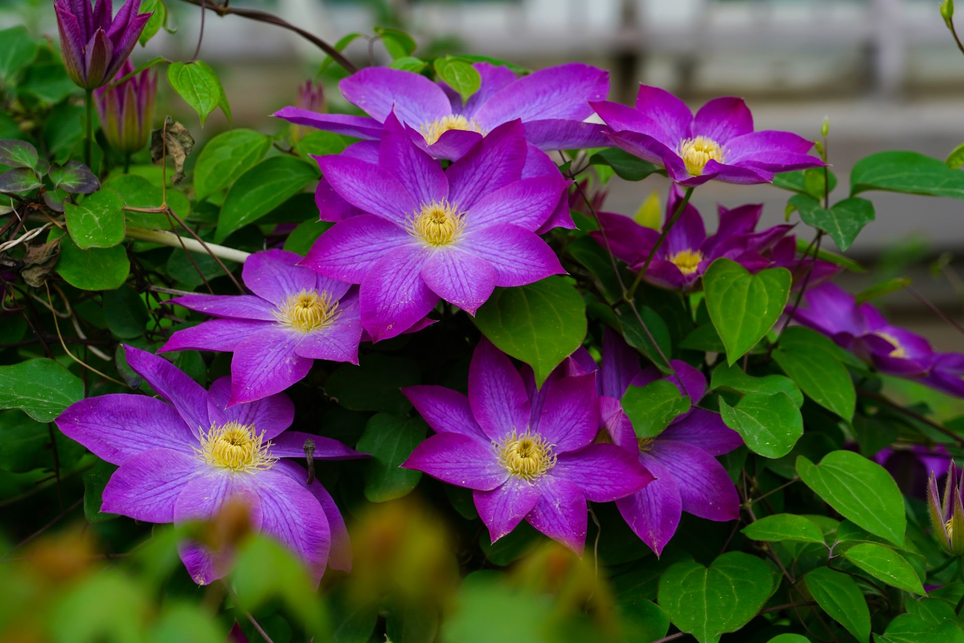 A vivid display of purple clematis blooms with lush green leaves.