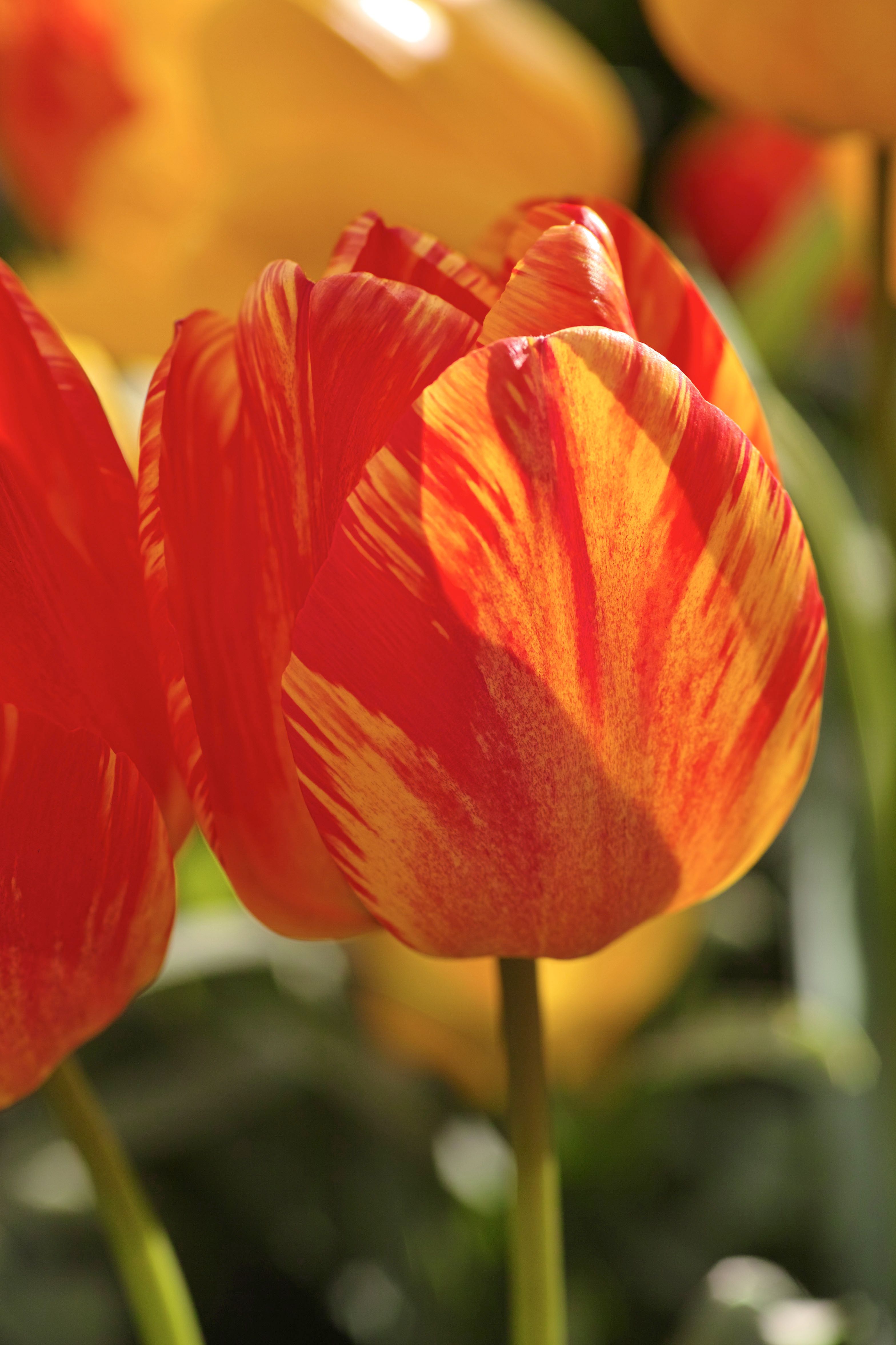 Close-up of a Red and Yellow Tulip · Free Stock Photo