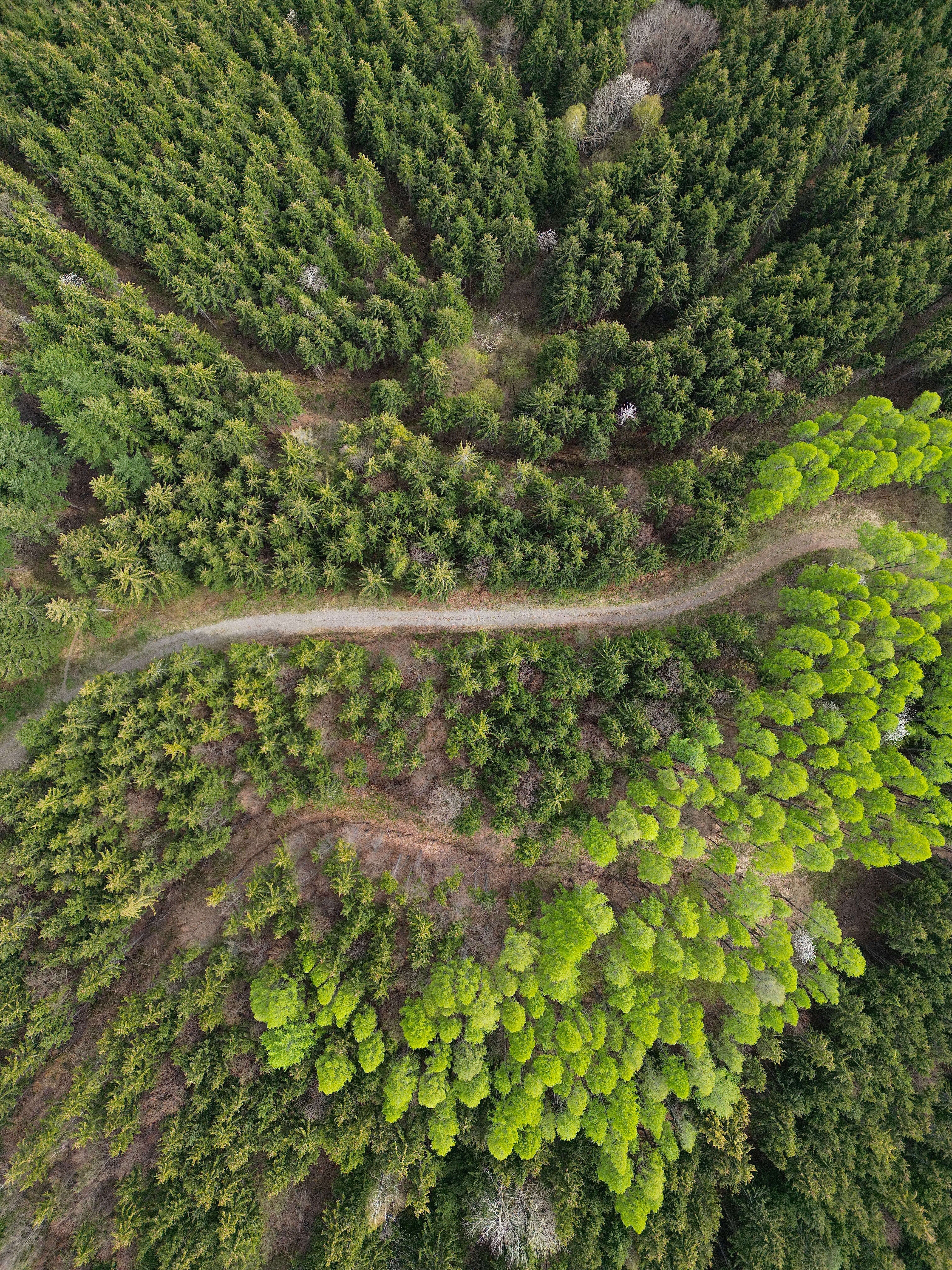 Aerial Footage of a Green Forest · Free Stock Photo