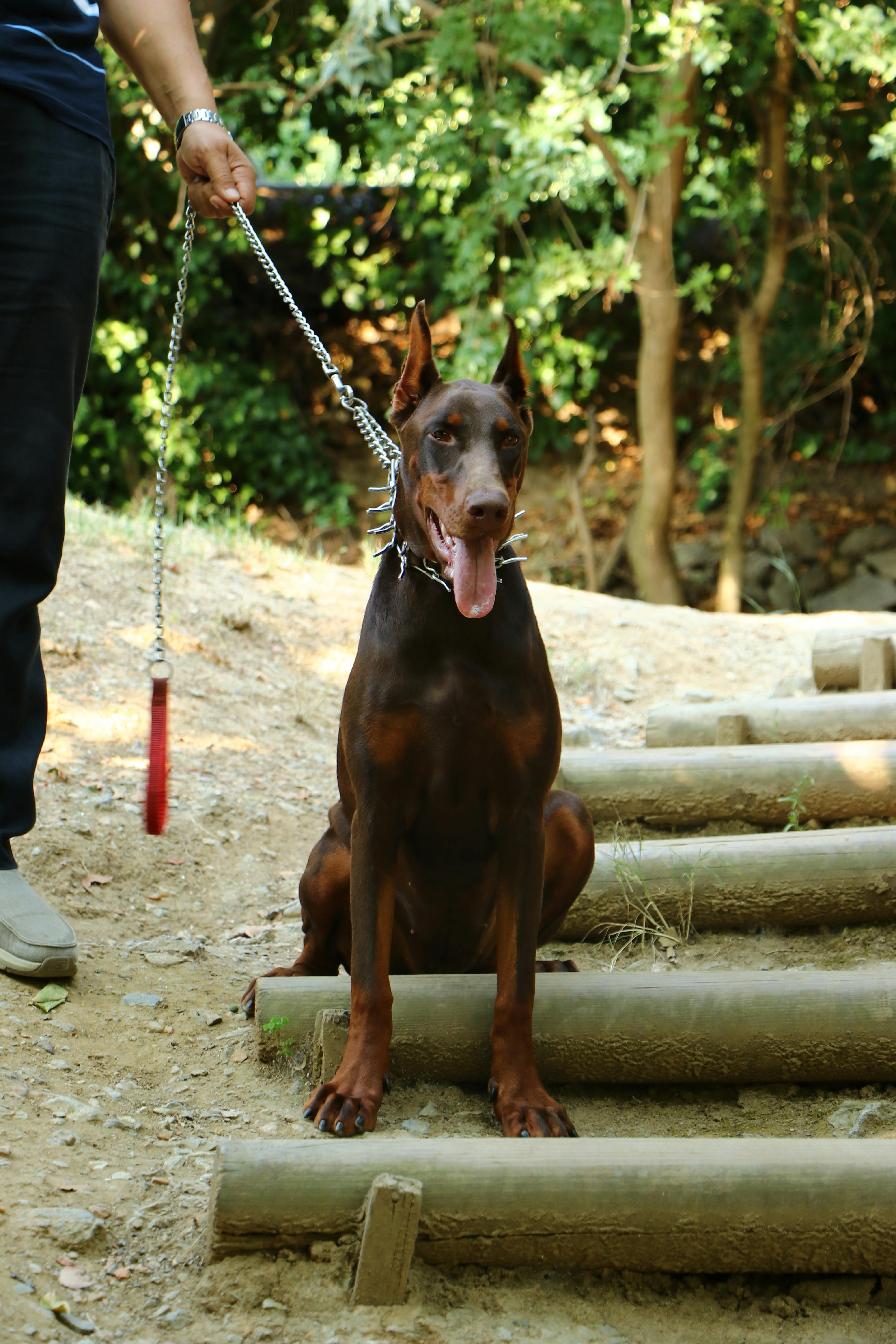 A Doberman dog sitting calmly on steps outdoors with a leash held by a person.