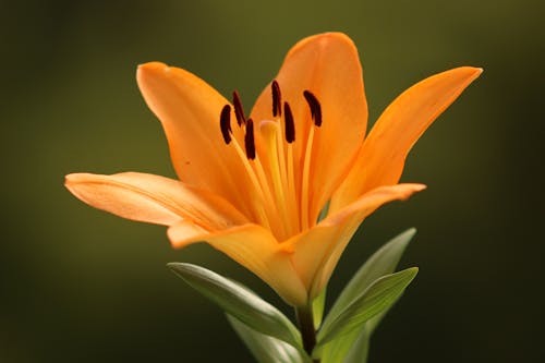 gratis Oranje Leliebloem In Bloei Stockfoto