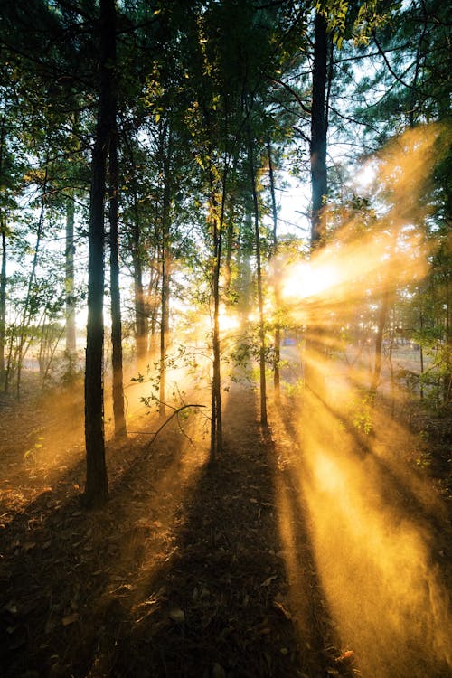 Free Sunrise Shade  of a Forest Stock Photo
