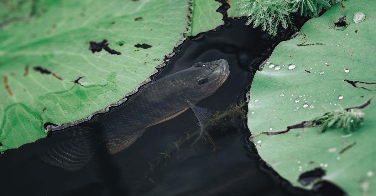 Mudfish In Water With Water Lilies Free Stock Photo Mudfish In Water With Water Lilies Free Stock Photo