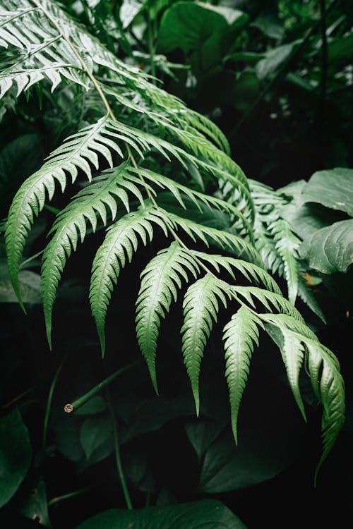 Big Tropical Leaves in Rainforest