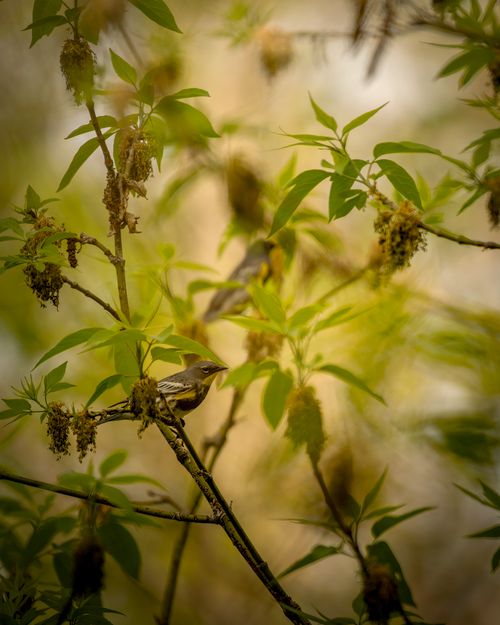 Free A tiny bird perches on a branch surrounded by foliage, capturing the essence of spring. Stock Photo