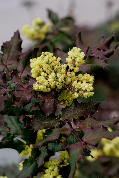 Foto d'estoc gratuïta de berberis aquifolium, creixement, flor