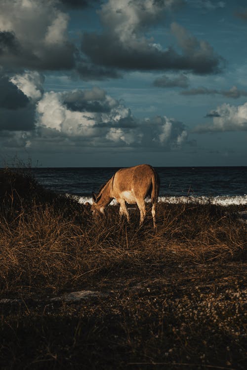 Foto profissional grátis de animal, asno, costa