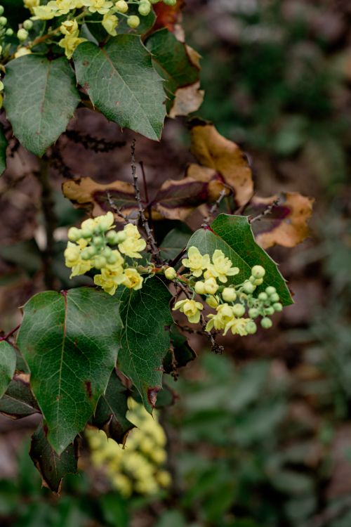 Free Close-up of yellow flowers and green leaves in a spring garden, showcasing nature's beauty. Stock Photo
