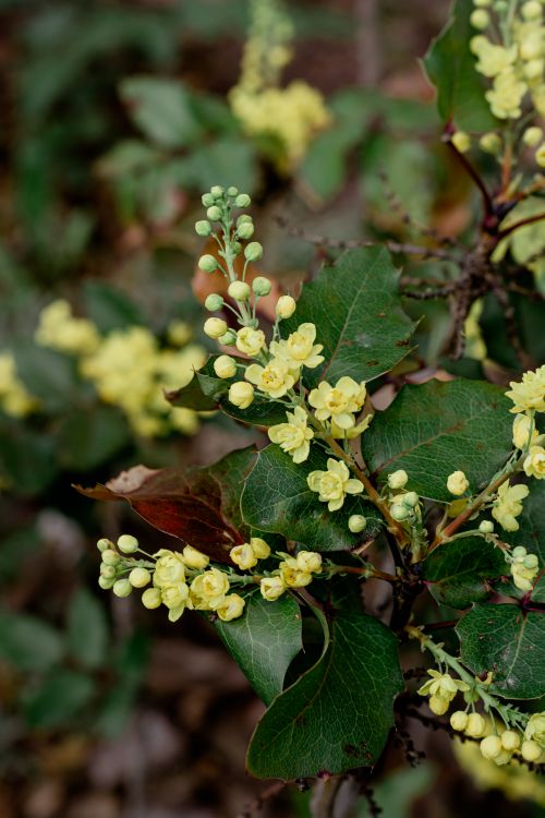 Free Vibrant yellow flowers blossoming among dark green leaves in a natural setting. Stock Photo