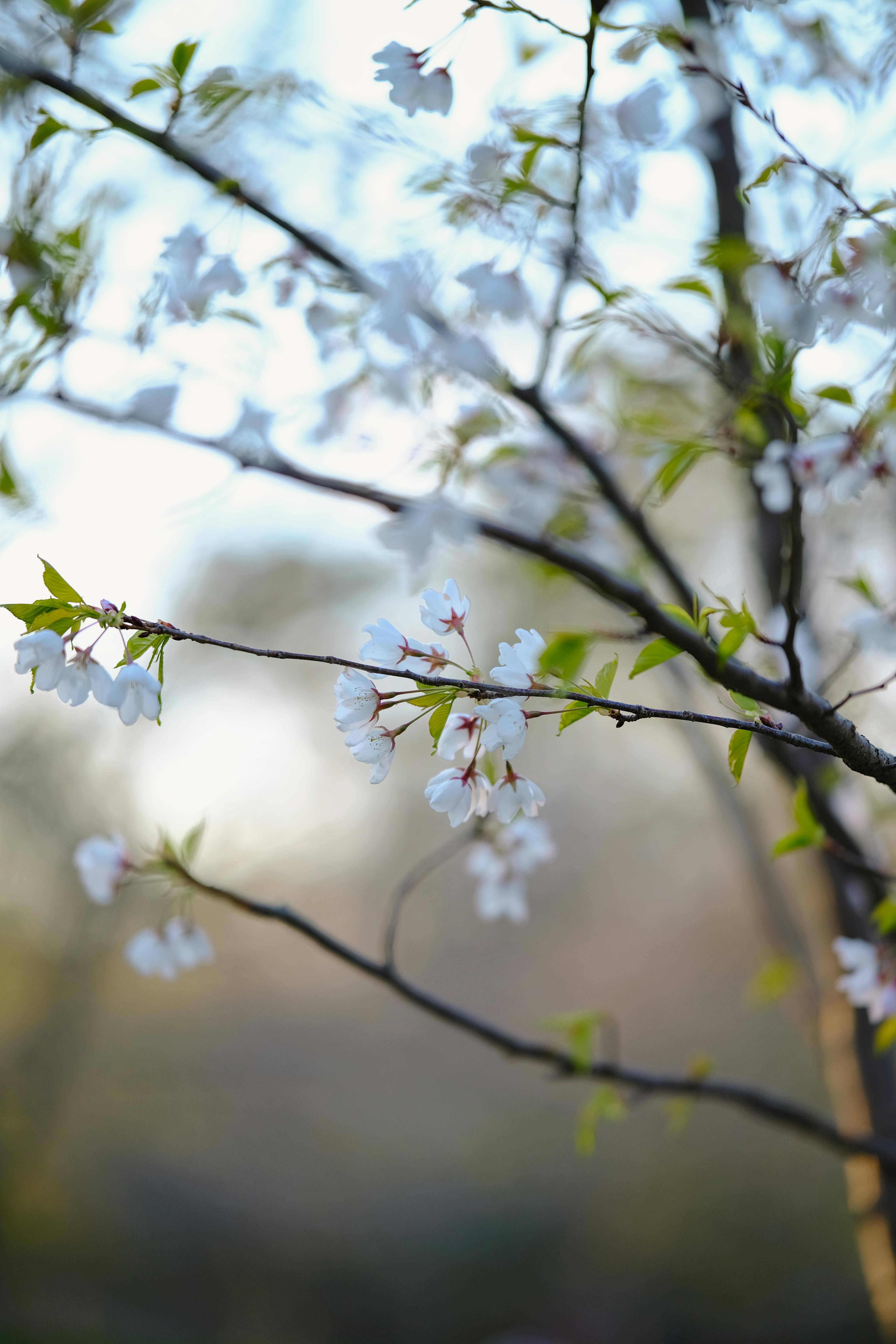 Foto gratis Flores de cerezo para descargar