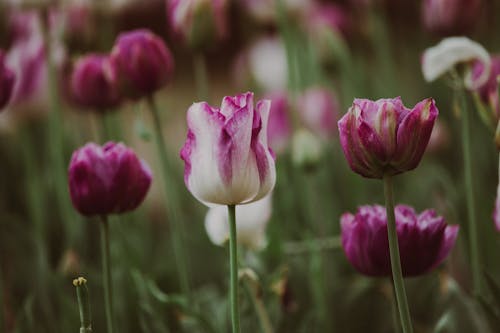 Fotobanka s bezplatnými fotkami na tému flóra, hracie pole, lupeň