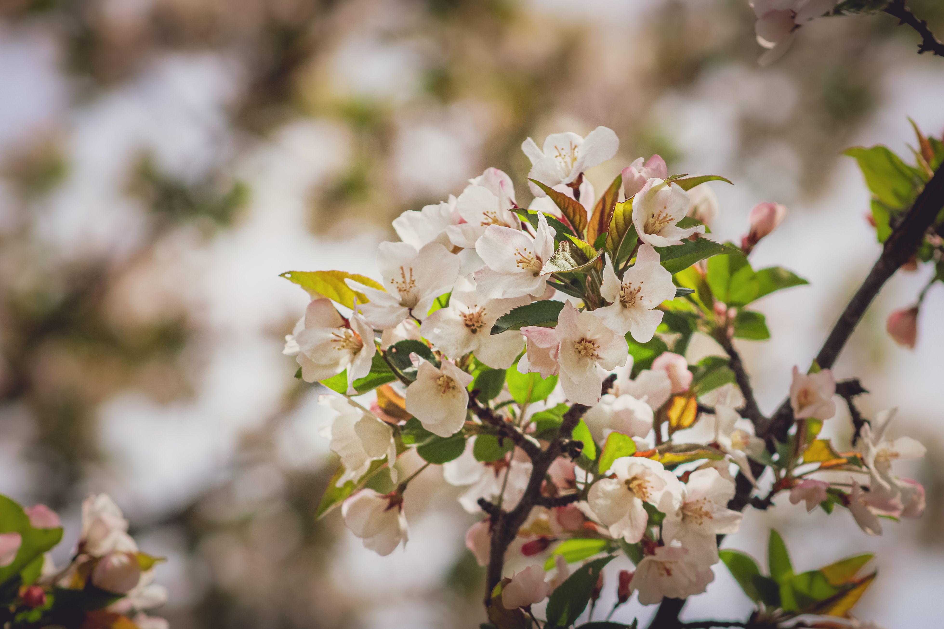 Close up of Cherry Blossoms · Free Stock Photo