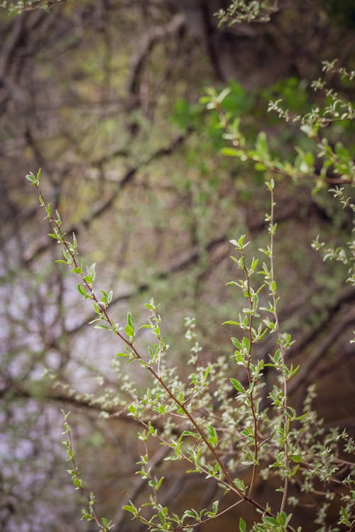 Close-up of Twigs with Fresh Leaves in Spring 