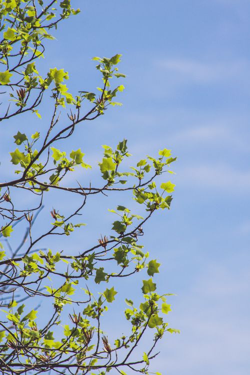 Close-up of Fresh Leaves on the Tree in Spring · Free Stock Photo