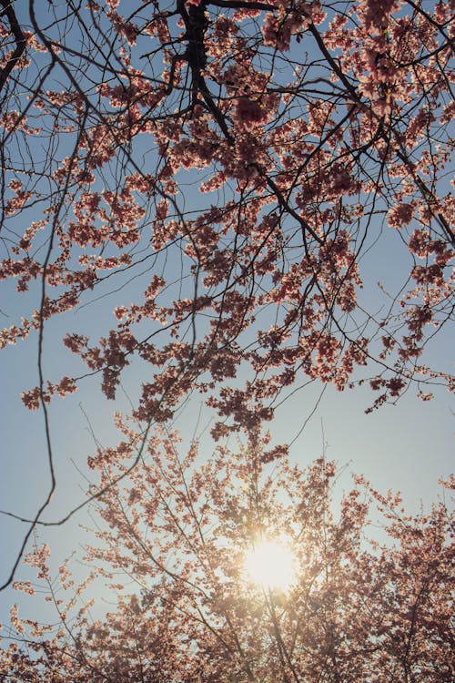 Cherry Blossom Branches under a Blue Sky and Shining Sun 