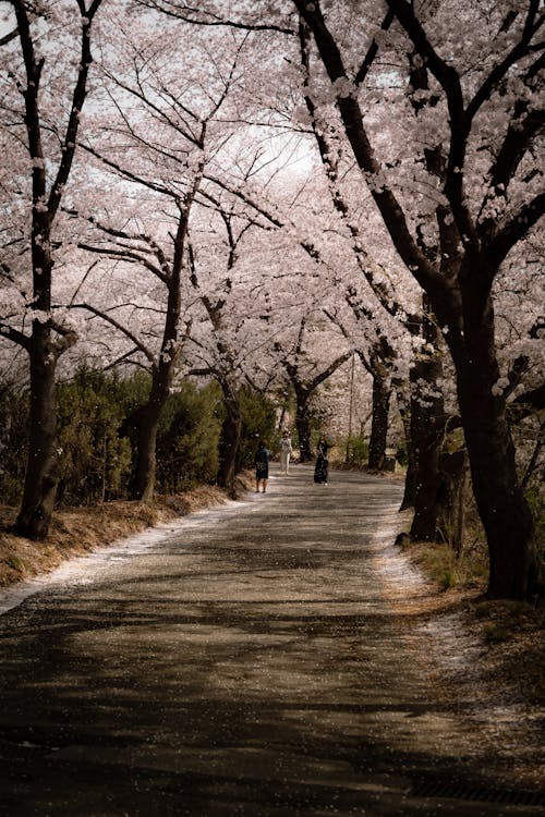 View of a Walkway between Cherry Blossoms 