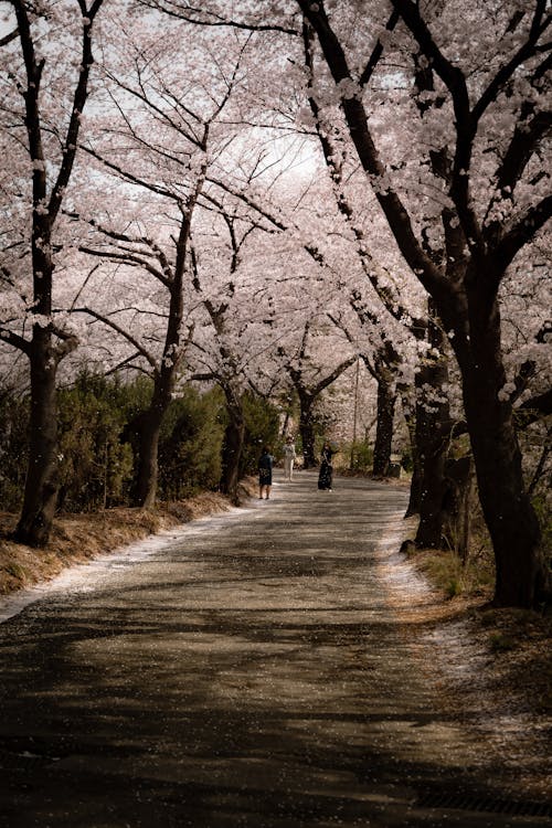 Δωρεάν στοκ φωτογραφιών με sakura, άνθη κερασιάς, ανθίζω