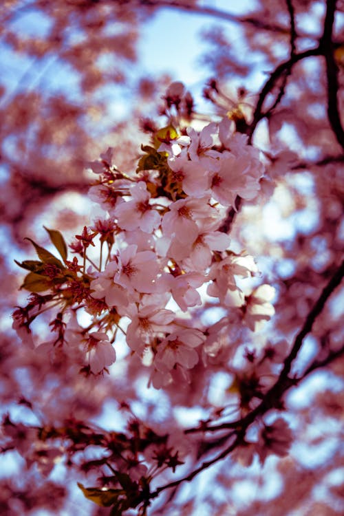 Close up of Pink Cherry Blossoms