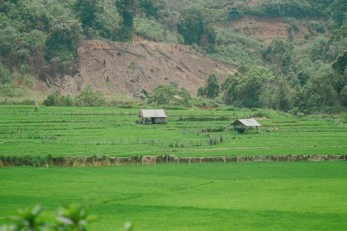 Gratis stockfoto met agrarisch, groen veld, houten