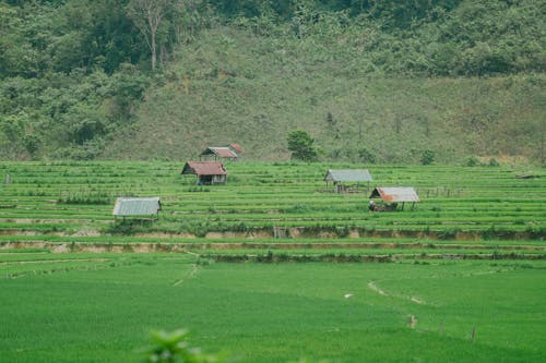 Fotos de stock gratuitas de agricultura, arrozales, campo de arroz