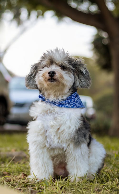 Gratis stockfoto met babyhondje, bandana, detailopname