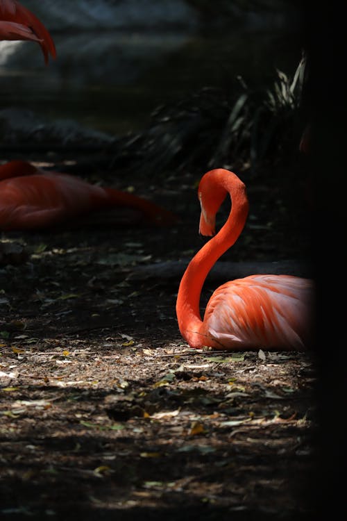 Flamingo Resting in Shade