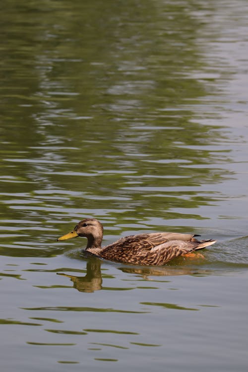 Duck Swimming in Lake