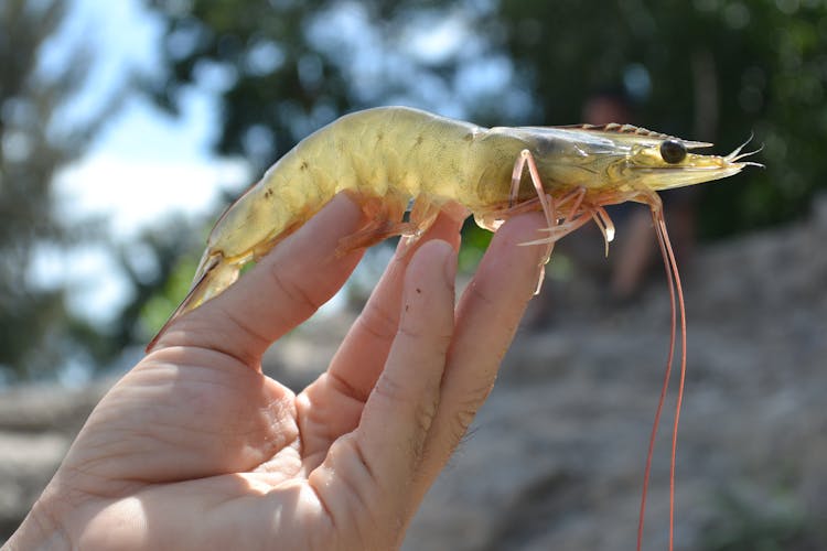 Hand Holding Up Fresh Prawn