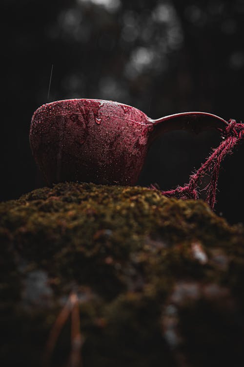 Close-up of a Red Cup Standing on a Rock with Moss 