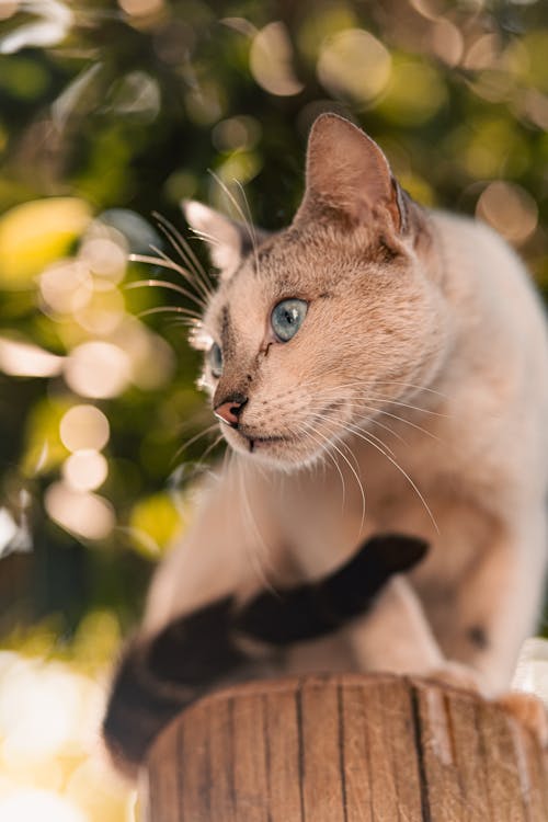 Cat with Blue Eyes Sitting on Wooden Pole