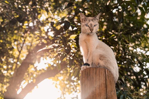 A Cat Sitting on a Wooden Pole 